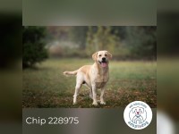 Chip 228975