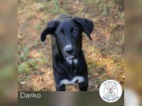 Darko