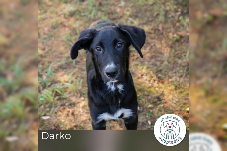 Darko