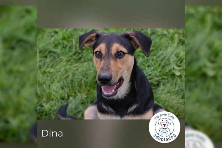 Dina