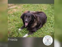 Frieda