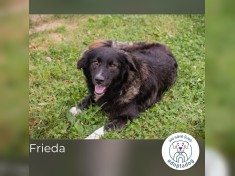 Frieda