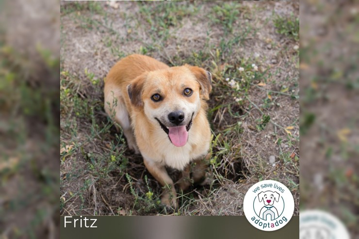 Fritz