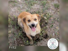 Fritz