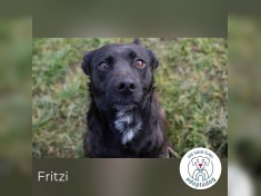 Fritzi