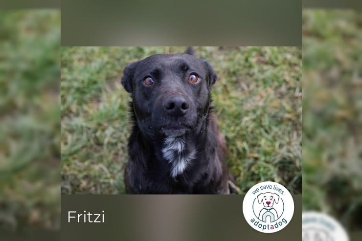 Fritzi