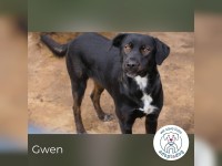 Gwen