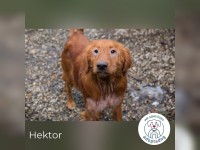 Hektor