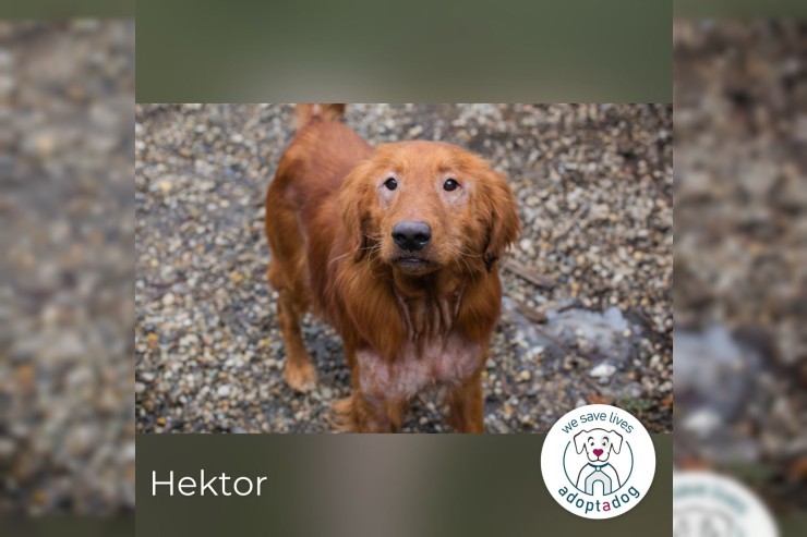 Hektor