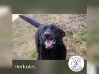 Herkules