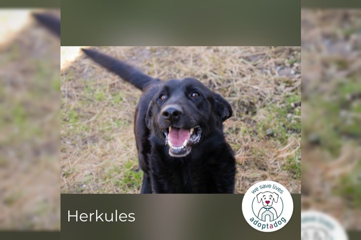 Herkules