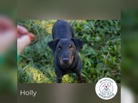 Holly