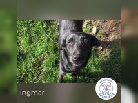 Ingmar