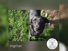 Ingmar