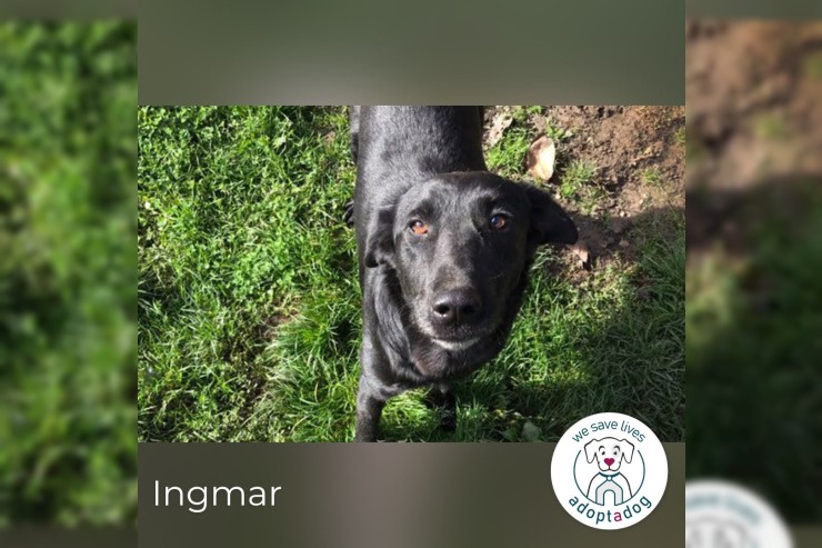 Ingmar