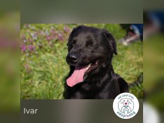 Ivar