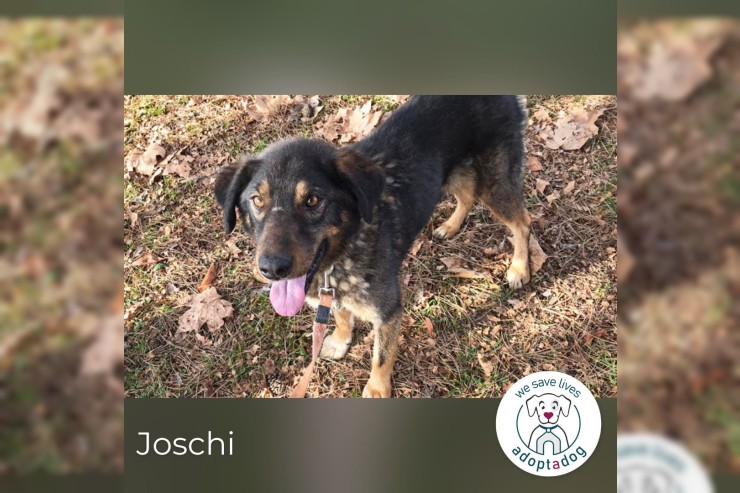 Joschi