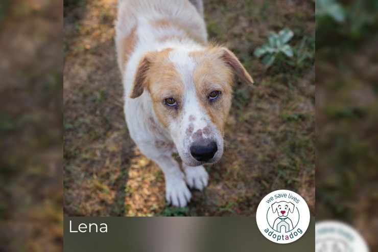 Lena