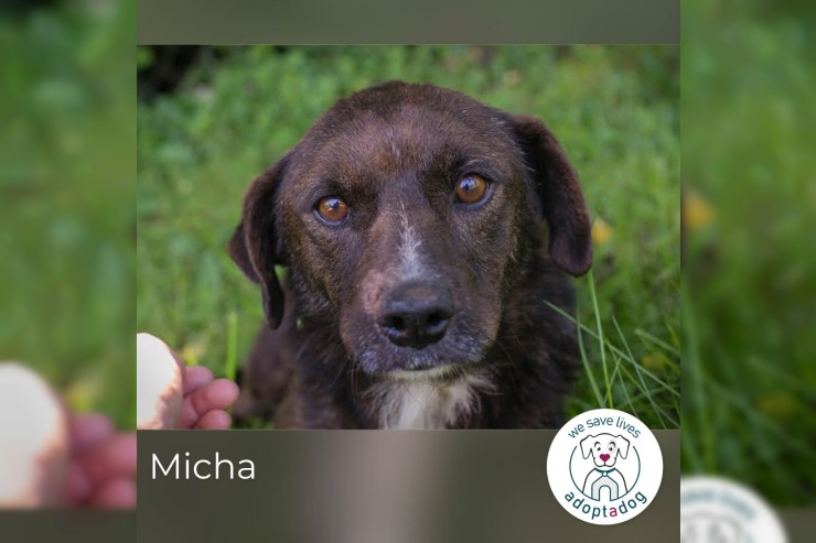 Micha