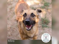 Miro