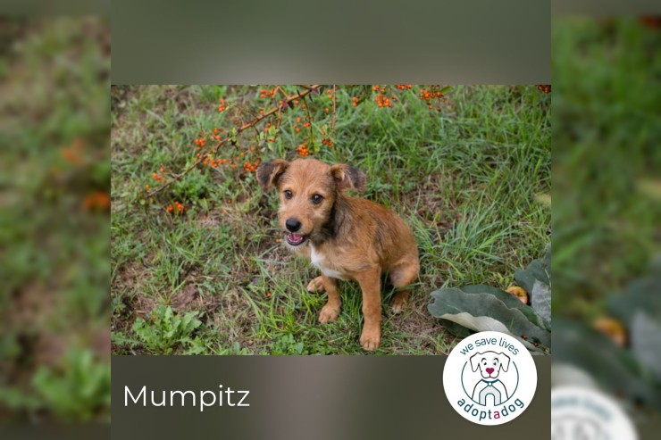 Mumpitz