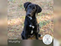 Murphy