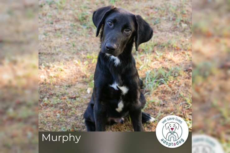 Murphy