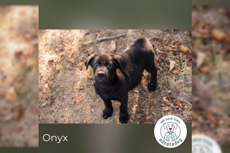 Onyx