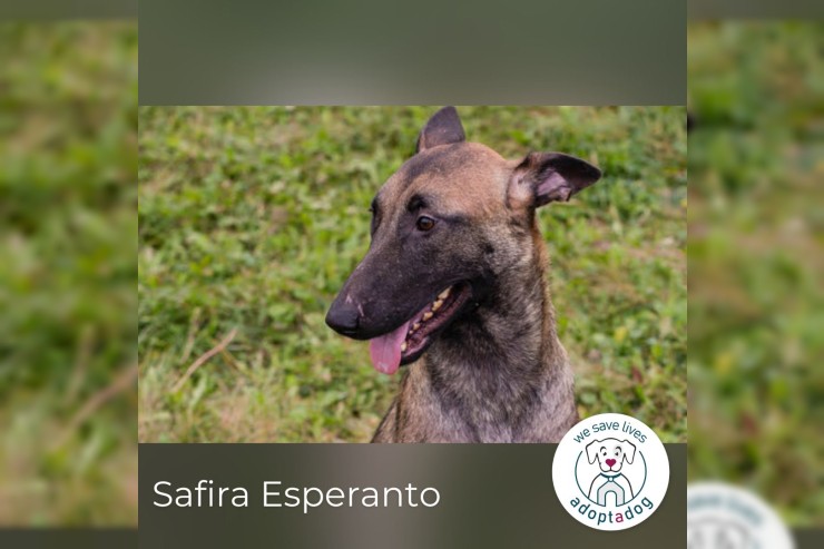 Safira Esperanto