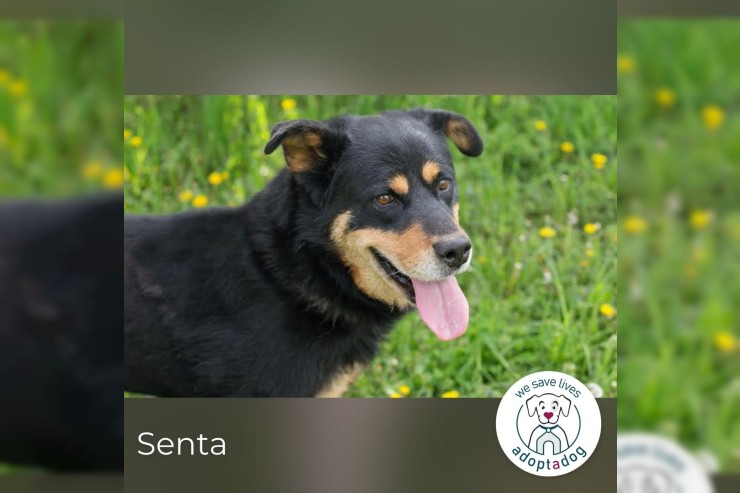 Senta