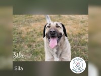 Sila