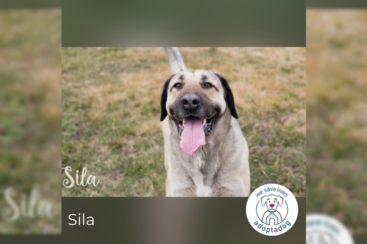 Sila