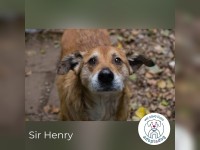 Sir Henry