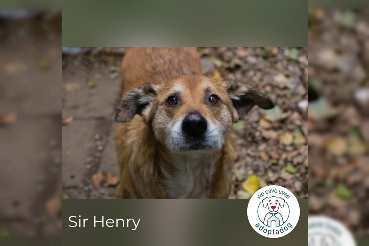 Sir Henry