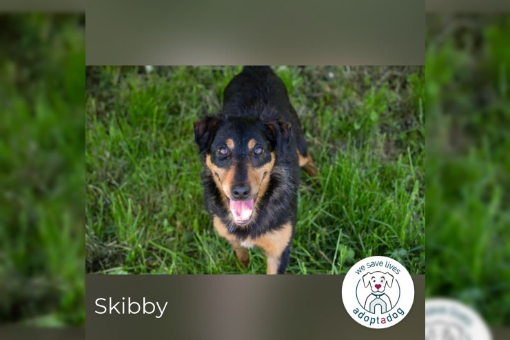 Skibby