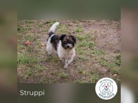 Struppi