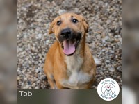 Tobi