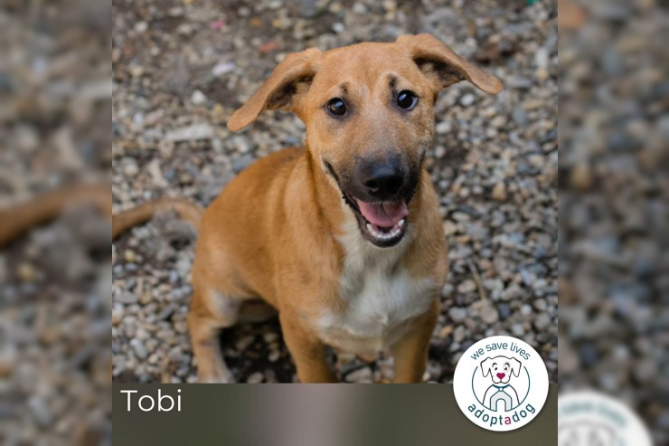 Tobi