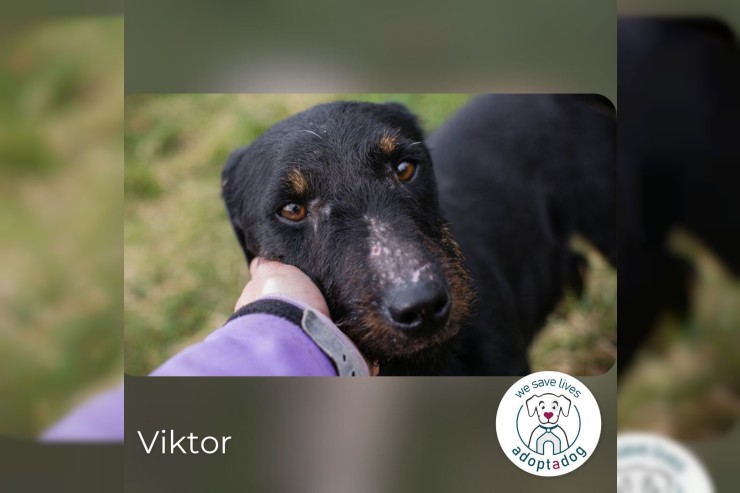 Viktor