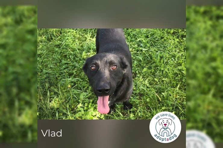 Vlad