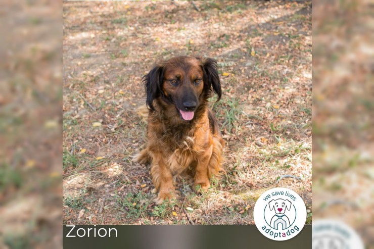 Zorion