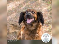 Zorion