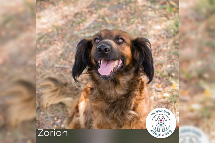 Zorion