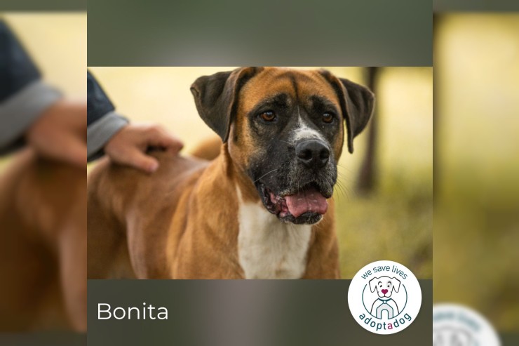 Bonita