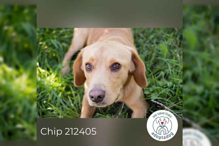 Chip 212405