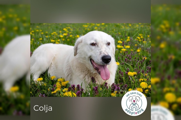 Colja