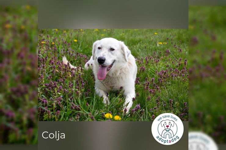 Colja