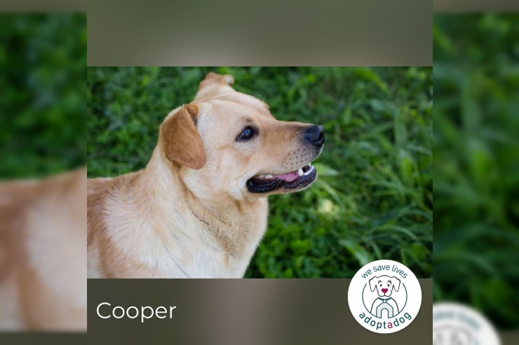 Cooper