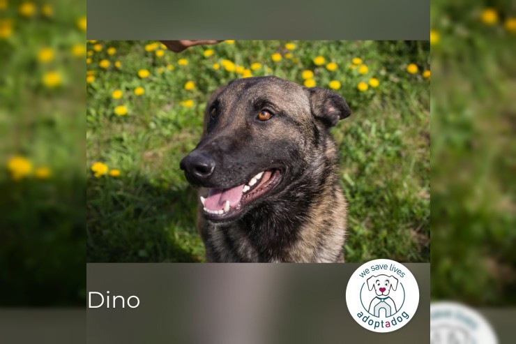 Dino