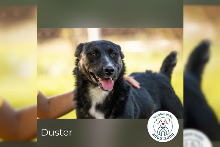 Duster